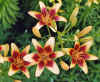 LiliumAsiatic1.jpg (55828 bytes)