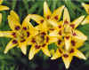 LiliumAsiatic2.jpg (49780 bytes)