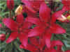 LiliumAsiatic3.jpg (47934 bytes)