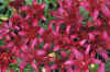 LiliumAsiatic5.jpg (57949 bytes)
