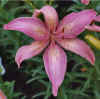 LiliumAsiatic7.jpg (51282 bytes)