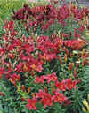 LiliumAsiatic8.jpg (113714 bytes)