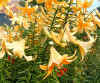 Lilium Trumpet X Aurelian2.jpg (134445 bytes)