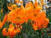 Lilium amabile v. luteum closeup.jpg (86481 bytes)