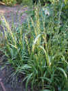 Lolium temulentum 1.jpg (123095 bytes)