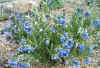 Mertensia cana2.jpg (130764 bytes)