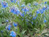 Mertensia cana.jpg (97384 bytes)