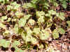 Montia perfoliata.jpg (103424 bytes)