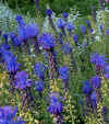 Muscari caucasicum closeup.jpg (128314 bytes)