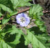 Nicandra Physalodes var. nigra 4.jpg (88364 bytes)