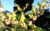 Nicandra Physalodes var. nigra Pods 2.jpg (94992 bytes)