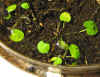 Nymphaea ampla Seedlings.jpg (76735 bytes)