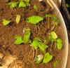 Nymphaea caerulea Seedlings.jpg (105708 bytes)