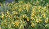 Onosma sorgerae ssp. sorgerae.jpg (91757 bytes)