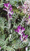 OxytropisMegalanthaFlowers.jpg (117327 bytes)