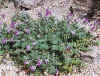 OxytropisMegalantha.jpg (119276 bytes)