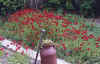 Papaver Greek23.jpg (117066 bytes)