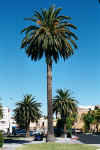 PhoenixCanariensis.jpg (89523 bytes)