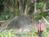 Phytolacca dioica2.jpg (87736 bytes)