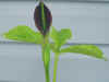 Pinellia atropurpurea2.jpg (211640 bytes)