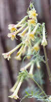 PolemoniumPauciflorumFlowers.jpg (51408 bytes)