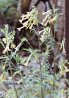 PolemoniumPauciflorum.jpg (94333 bytes)