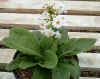 Primula japonica alba.jpg (71666 bytes)