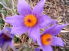 Pulsatilla slavica closeup.jpg (91922 bytes)