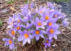 Pulsatilla slavica.jpg (108190 bytes)