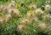 Pulsatilla vulgaris seedheads.jpg (115515 bytes)