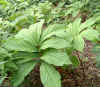 Rodgersia aesculifolia.jpg (114542 bytes)