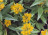 SedumLittoraleFlowers.jpg (58886 bytes)