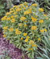 SedumLittoralePlant.jpg (102147 bytes)