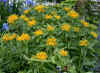 Sedum littorale.jpg (126357 bytes)