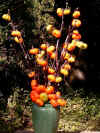 Solanum integrifolium vase.jpg (81287 bytes)