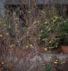 Solanum khasianum winter time.jpg (130783 bytes)