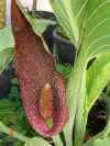 Synadrospadix vermitoxicus Gatard.JPG (30164 bytes)