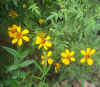 Tagetes Lemonnii.jpg (49121 bytes)