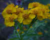 Tagetes lucida 1.jpg (47057 bytes)