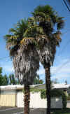 Trachycarpus fortunei 1.jpg (126465 bytes)