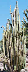 TrichocereusBridgesii.jpg (137261 bytes)