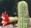 TrichocereusHuaschaFlower.jpg (44923 bytes)