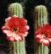 TrichocereusHuaschaFlowers.jpg (54235 bytes)