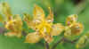 TricyrtisLatifolia.jpg (27347 bytes)