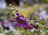 VerbascumAtroviolaceum.jpg (42250 bytes)