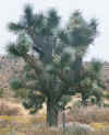 YuccaBrevifolia.jpg (109428 bytes)