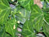 Zehneria pallidinervia.jpg (37619 bytes)