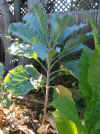 Kale Walking Stick 25.jpg (107154 bytes)