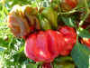Pepper Ampuis Gatard.JPG (18383 bytes)