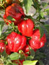 Pepper Ampuis.jpg (33717 bytes)